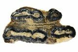 Mammoth Molar Slice With Case - South Carolina #99526-1